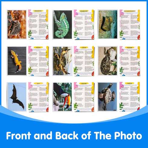 20 Pcs Animal Xrays and Picture Cards - Veterinary Toys & Educational Science Kit for Kids, Explore The Fascinating