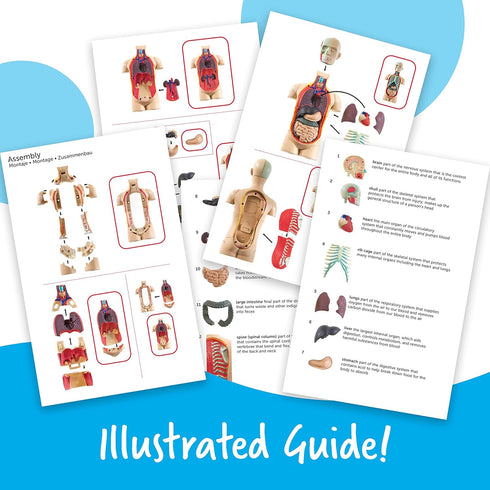 31 3+, 8+ Learning Resources Human Body Model, Science Classroom Demonstration Tools, Realistic Human Anatomy Display