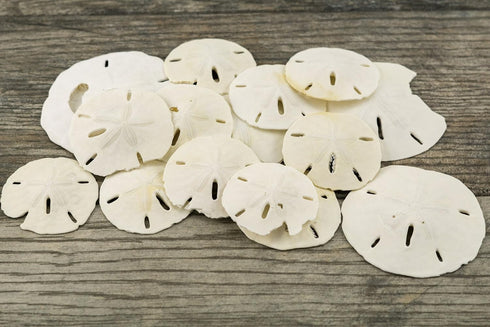 Imperfect Sand Dollars, 2"-3 1/4", 15 Defective Real Sand Dollars, Flawed Quality, Seashell Wedding Crafts, Free