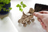 UGEARS Science STEM Mars Rover - DIY Engineering Activity, Mechanical Wooden Puzzle, Educational Gift