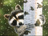 TDC Games World's Smallest Jigsaw Puzzle - Peekaboo Raccoon - Measures 4 x 6 inches