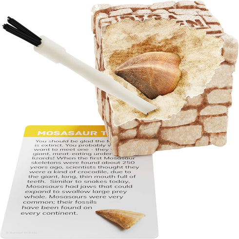 Dig a Dozen Fossil Bricks - Break Open 12 Bricks and Discover 12 Unique Real Fossils - Archaeology Science STEM Easter Gift
