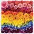 Galison Rainbow Flowers Jigsaw Puzzle, 500 Pieces, 20”x20” – Array of Flowers in a Mesmerizing Rainbow