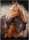 MyPuzzle Horse Hug Premium 1000 Piece Jigsaw Puzzle, Made in USA
