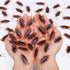 Pretty Realistic 50PCS Fake Roaches, Lifelike Cockroaches for Pranks, Halloween Projects, Creepy Faux Cockroaches