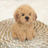 DEMDACO Black Long-Haired Chihuahua Children's Plush Beanbag Stuffed Animal