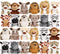 Small Stuffed Animals Bulk, 24 Pieces Cute Plushies, 4.5 Inch Mini Forest