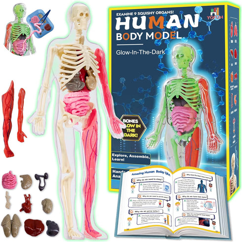 YOFUN Human Body Skeleton Model Kits for Kids,Interactive Anatomy Science Kit Removable