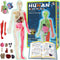 YOFUN Human Body Skeleton Model Kits for Kids,Interactive Anatomy Science Kit Removable