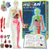 YOFUN Human Body Skeleton Model Kits for Kids,Interactive Anatomy Science Kit Removable