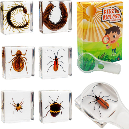 Insect Specimen Set, Bugs Collection Scientific Education Gift for Kids Aged 3-8-12