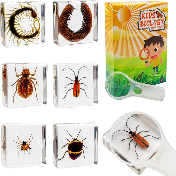 Insect Specimen Set, Bugs Collection Scientific Education Gift for Kids Aged 3-8-12
