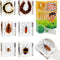 Insect Specimen Set, Bugs Collection Scientific Education Gift for Kids Aged 3-8-12