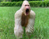 Gorilla King Kong Action Figure - Rampage Gorilla Fight Mode Solid Wild Animal Figurines for Role Playing