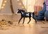 7" 5+ 14900 Schleich Horse Club - Paint Horse Gelding - Collectable, Realistic Toy Horse Figurine for Girls and Boys