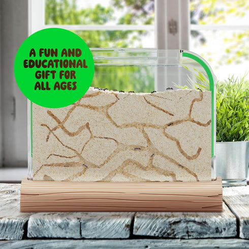 Ant Farm Kit for Kids, Educational Science Gifts, Bug Terrarium House for Boys, Girls & Adults