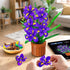 Set 808PCS CUBIMANA Flowers Botanicals Iris Building - Mother's Day Artificial Purple Bonsai Plant for Home Office