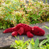 Dragon,15 Inches) Apricot Lamb Toys Plush Plum Lying Dragon Dinosaur Stuffed Animal Soft Cuddly Perfect for Child (Red