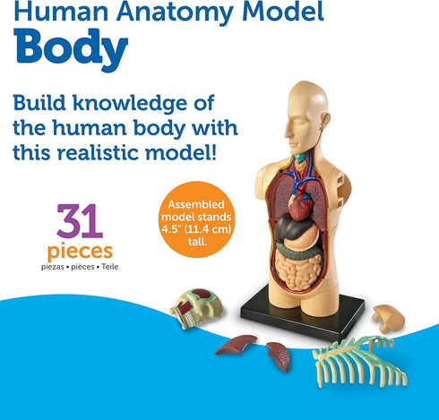 31 3+, 8+ Learning Resources Human Body Model, Science Classroom Demonstration Tools, Realistic Human Anatomy Display