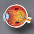 Learning Resources Cross-Section Human Eye Model, 5'' Diameter, Biology Classroom Accessories, Grades 2+