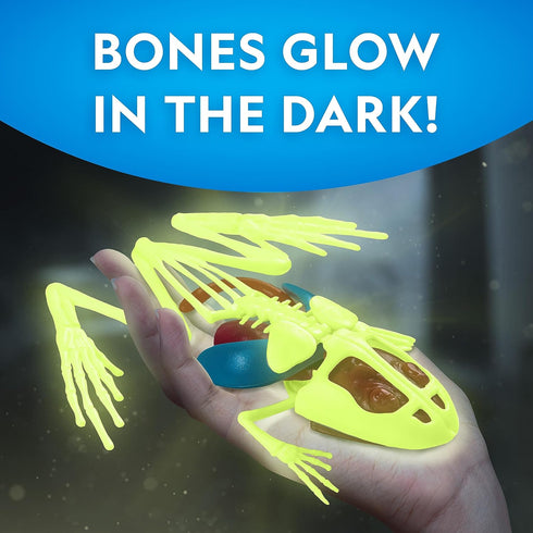 NATIONAL GEOGRAPHIC Frog Dissection Kit, Glow in the Dark Synthetic Frog Anatomy Lab for Kids