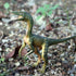 Gemini&Genius Compsognathus Dinosaur Toy for Kids, Realistic Action Figure with Moveable Jaw for Display or Cake