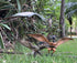 Gemini&Genius Pterosaur Dinosaur Toy - Pterodactyl Figure Gift for Kids, Stocking Stuffers, Party Favors