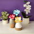 Crayola Paper Flower Science Kit, Color Changing Flowers, Gift for Kids Ages 7-10