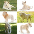6PCS 2-5" Set Toymany White Lion Figurines with Lion Cubs, Wild Life Jungle Animals Figures Realistic Family Includes