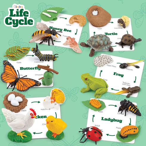 24-Piece 3-8 Life Cycle Animal Kit - Montessori Science Toy with Matching Game, Butterfly, Frog, Chicken, Bee, Ladybug