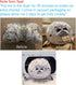 Pineapple Chubby Blob Seal Plush Pillow, Cute Stuffed Animal Seal Plushie Toy, Large (23.6 inch)