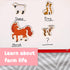 SPARK & WOW Wooden Magnets - Farm, Set of 20, Cute Magnets for Kids Ages 2+