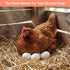 8 SallyFashion White Easter Eggs, PCS Wooden Eggs for Painting Children Play Kitchen Game Food Toy