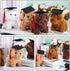 Sosation 20 Pcs Graduation Season Dog Plush Mini Puppy Stuffed Animals with Graduation Hat, Party Favor Gift