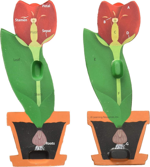 Learning Resources Cross-Section Flower Model, 2 Piece Model for Classroom, Grades 2+, Ages 7+