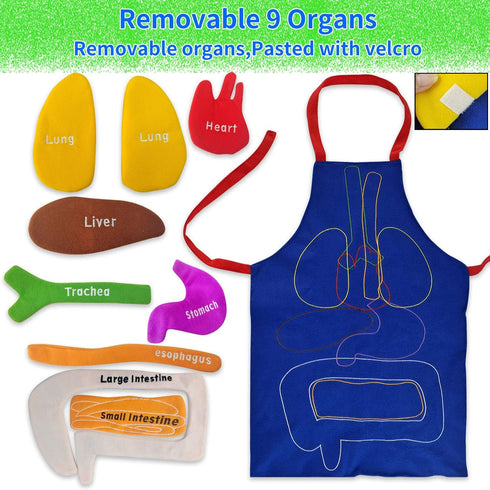 3D Organ Apron, Human Body Organs Awareness Educational Toy for Kids, Anatomy Costume Apron Model