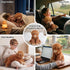 24" 4.5lbs & Highland Cow Stuffed Animal, Sitting & Laying Weighted Stuffed Animals, Cuddly & Soft Weighted Highland
