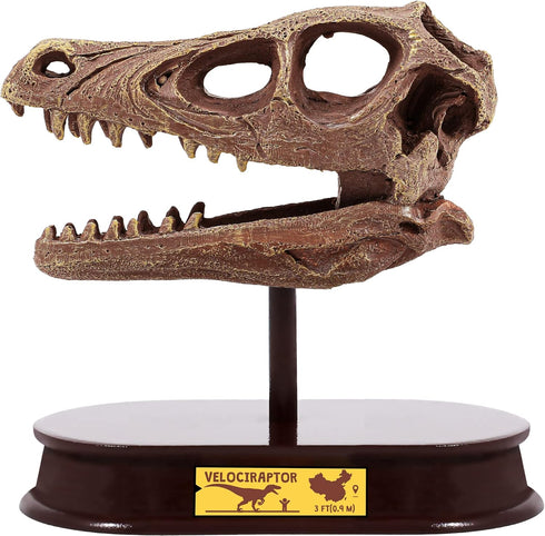 ArtCreativity Dinosaur Excavation Kit for Kids, Velociraptor Skull Excavating Set, Educational Dinosaur Gift