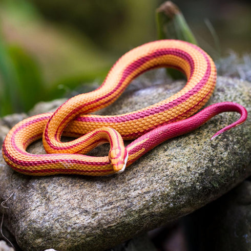 Safari Ltd. Corn Snake Figurine, Lifelike 5.25" Model Figure, Educational Toy for Kids Ages 3+