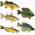 American Angler Collection Toy Fish Set with Collector Case, Miniature Figurine Fish by Toy Fish Factory