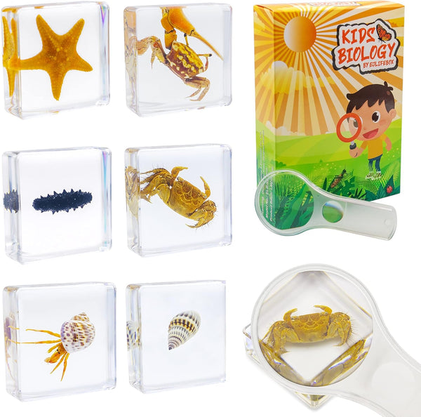 6 PCS Marine Life Specimen Set,Hermit Crab,Fiddler Crab,Starfish,Nassariidae,Sea Cucumber, Chiromantes Dehaani Resin