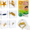 6 PCS Marine Life Specimen Set,Hermit Crab,Fiddler Crab,Starfish,Nassariidae,Sea Cucumber, Chiromantes Dehaani Resin