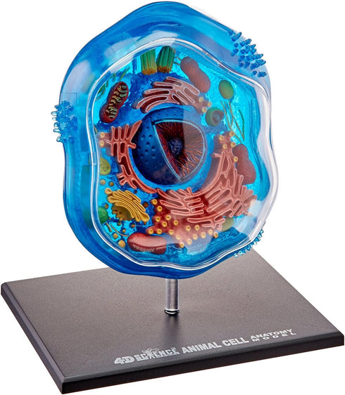 Famemaster 4D-Science Animal Cell Anatomy Model, Coral, Black, Mint Green, Beige, Gold, Rose Gold