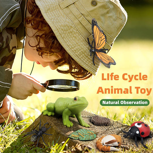 Montessori Frog Life Cycle with Flash Cards, Plastic Insects Tadpole to Frog Kit Toy, Realistic Animal Figurines
