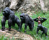 Gemini&Genius King Kong Safari Animal Toys, Gorilla Family Figurines for Kids, Room Decoration, Ages 3+