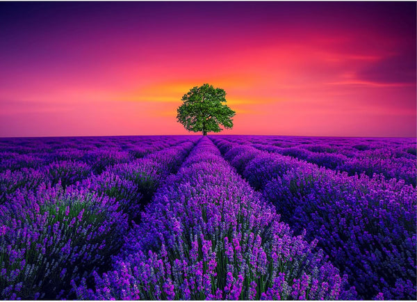 1000 Piece Puzzles for Adults - Provence, France Jigsaw Puzzles, Educational Games, Colorful Lavender Flower Sea