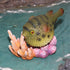 Gemini&Genius Pufferfish Toys for Kids - Realistic Blowfish Action Figures, Educational Gifts for Animal Lovers