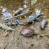 11 Set 3+ Safari Ltd. Everglades TOOB - Mini Figurines: Manatee, Alligator, Turtle & More - Educational Toy for Boys