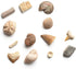 Dig a Dozen Fossil Bricks - Break Open 12 Bricks and Discover Unique Real Fossils