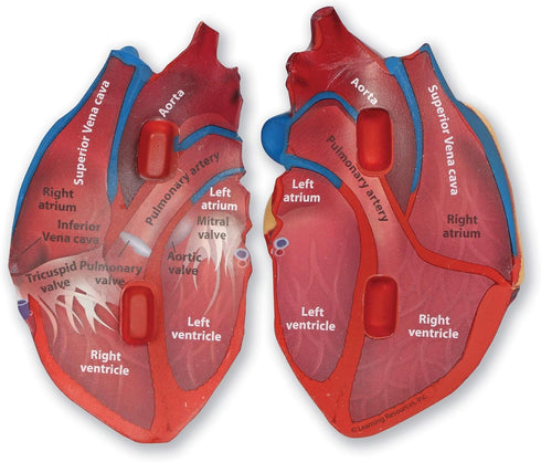 Learning Resources Cross-Section Human Heart Model, 2-Pieces, Grades 2+, Anatomy for Kids